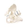 49398 3 49398 3 anatomicky model muzskej panvy so sakromom a dvoma bedrovymi stavcami 4056 i erler zimmer