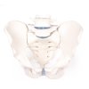 49398 49398 anatomicky model muzskej panvy so sakromom a dvoma bedrovymi stavcami 4056 i erler zimmer