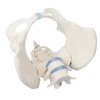 49401 1 49401 1 anatomicky model zenskej panvy so sakromom a dvoma bedrovymi stavcami 4058 i erler zimmer