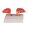 49512 49512 anatomicky model prostaty 2 diely 1261 i erler zimmer
