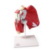 Anatomický model ramena s hlbokými svalmi 4569 I ERLER ZIMMER