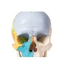 50151 1 3 dielny didakticky model lebky farebne malovany 4508 i erler zimmer