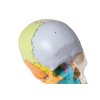 50151 2 3 dielny didakticky model lebky farebne malovany 4508 i erler zimmer