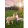 Poukázka na procházku s alpakou (všední den)