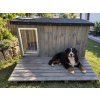 Premium Hundehütte Alm