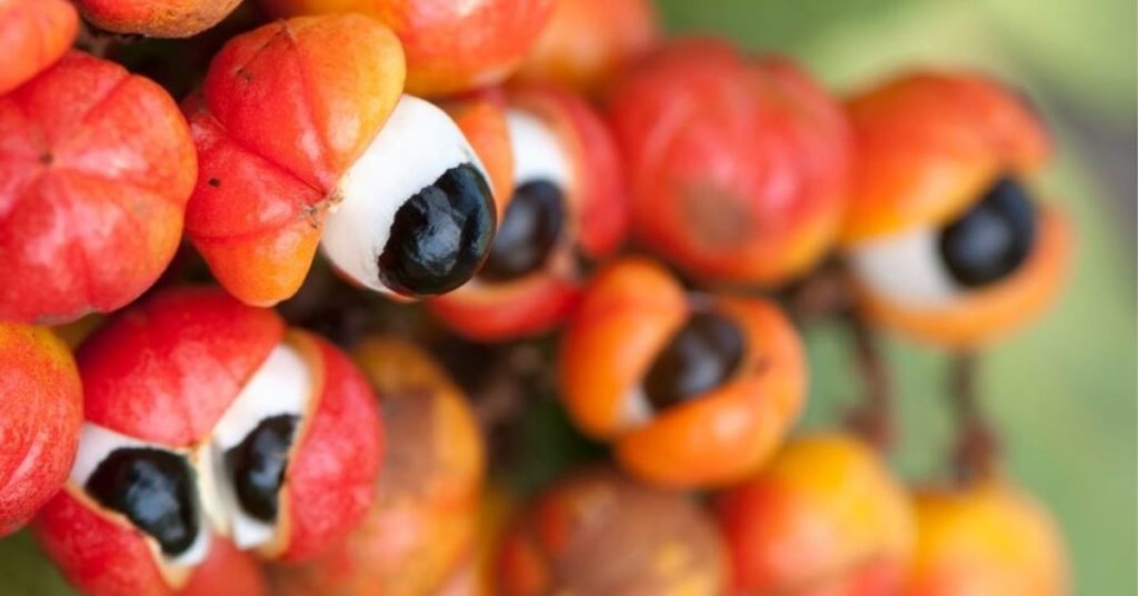 Guarana