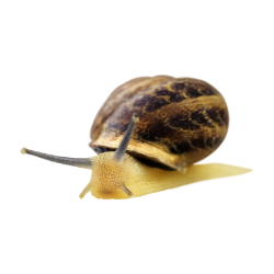 snail