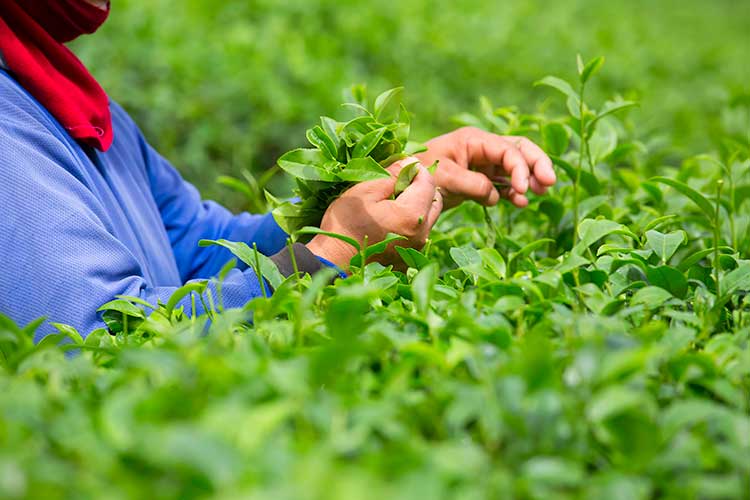 matcha-hand-picking-japan