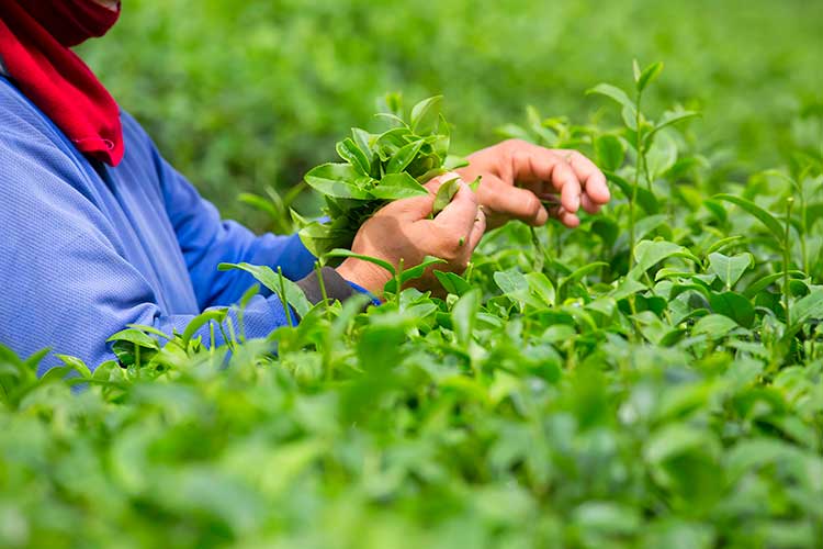 matcha-hand-picking-japan