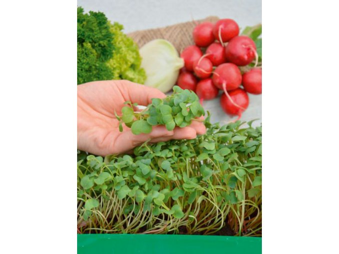 Garden Seed Mikrozelenina – Reďkovka 1ks