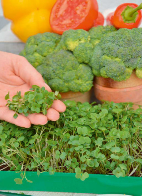 Garden Seed Mikrozelenina – Brokolica 1ks