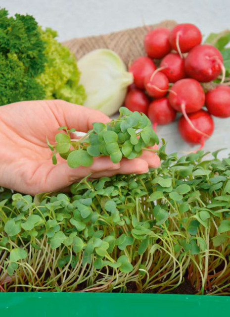 Garden Seed Mikrozelenina – Reďkovka 1ks