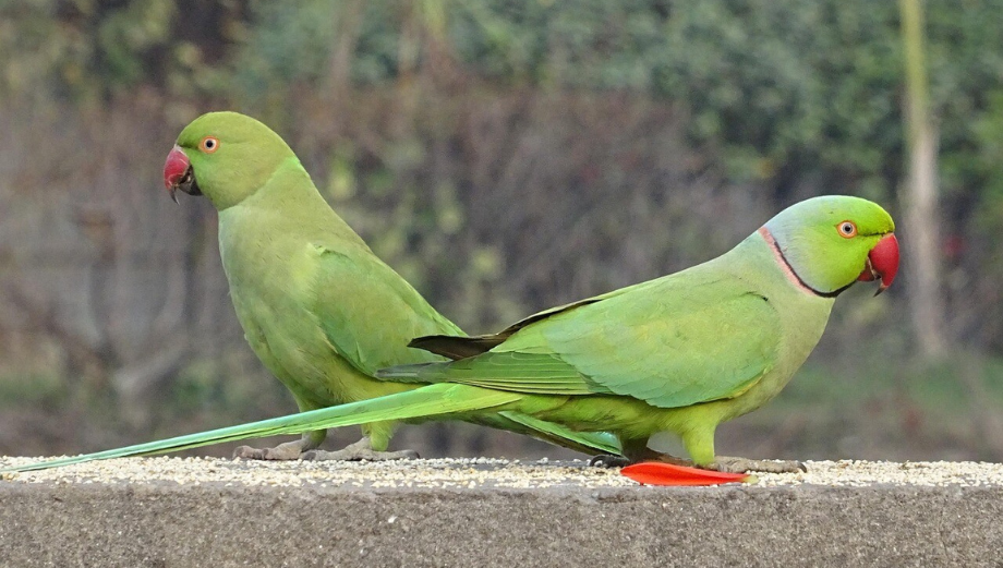 Alexandr malý – vše o chovu