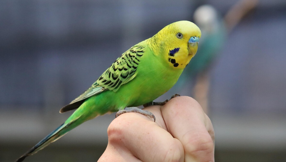 Andulka vlnkovaná - vše o chovu