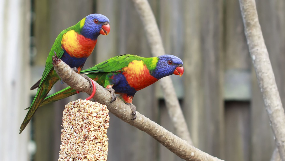 Co na dno ptačí voliéry?