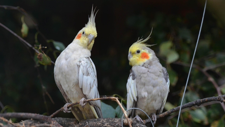 Korela chocholatá – vše o chovu