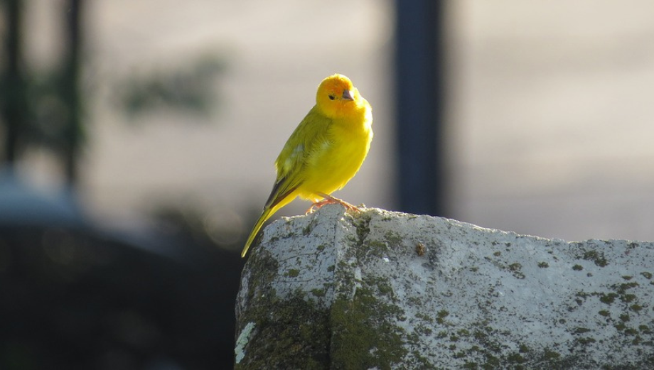 Než si pořídíte kanárka, co vyřešit?