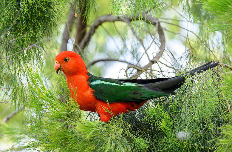 Papoušek královský - vše o chovu