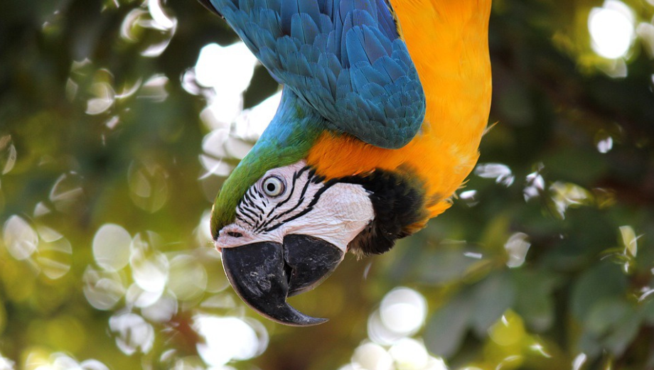 Co jste možná nevěděli o papoušcích a co vás určitě překvapí