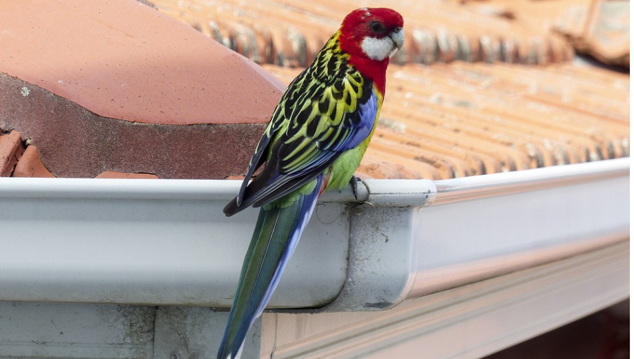 Co třeba voliéru z hliníkových profilů pro rozetu pestrou