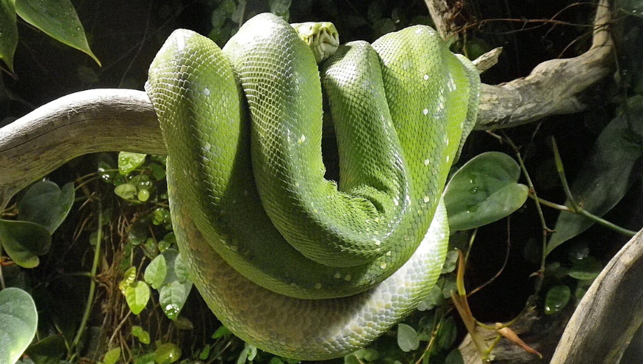 Jak vybrat terárium pro hada