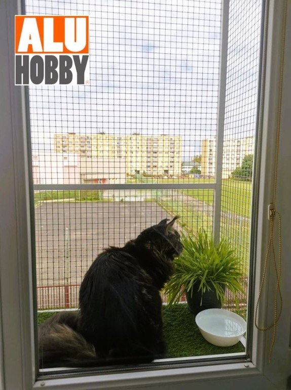 Kočka v koši u okna