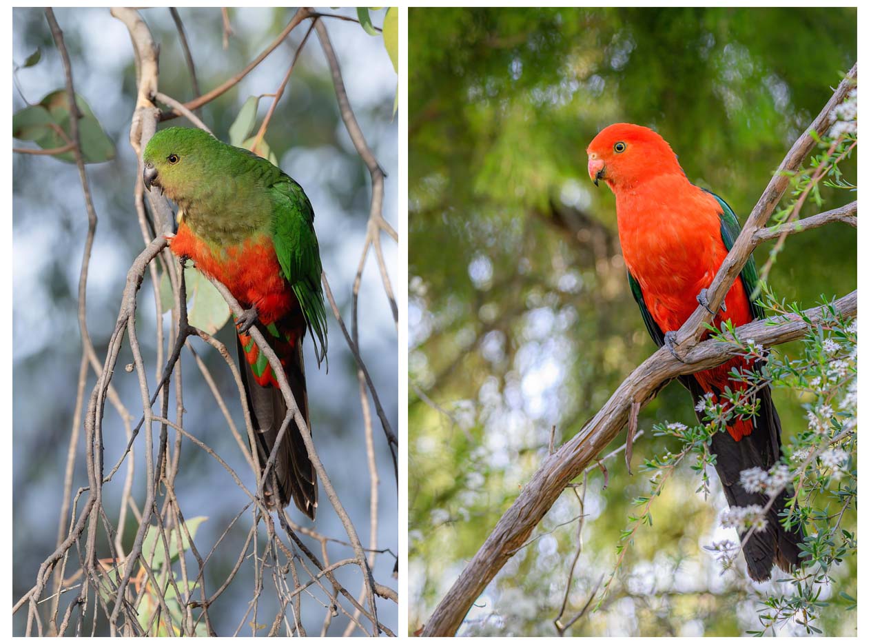 papousek-kralovsky-2