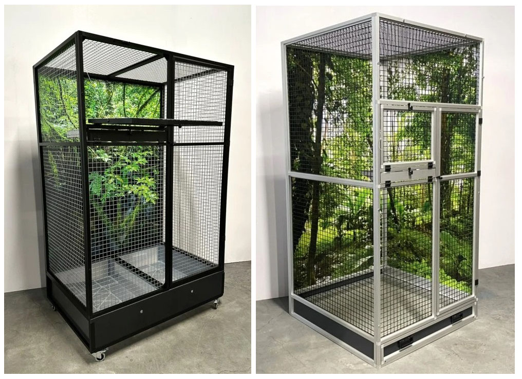 papousek-senegalsky-3