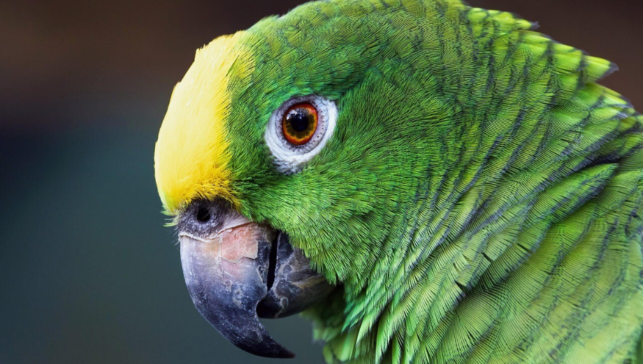 Amazonka – wszystko o hodowli