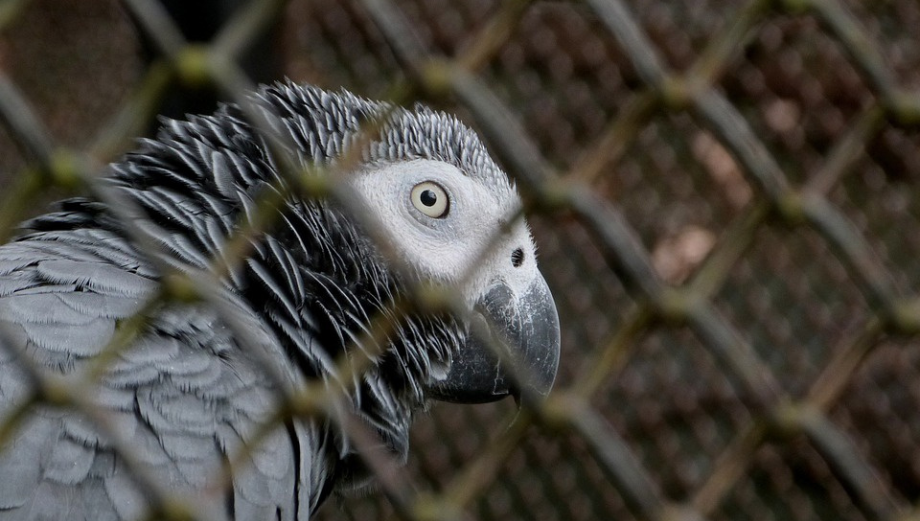 Hodowla papug żako to nie jest łatwe zadanie.