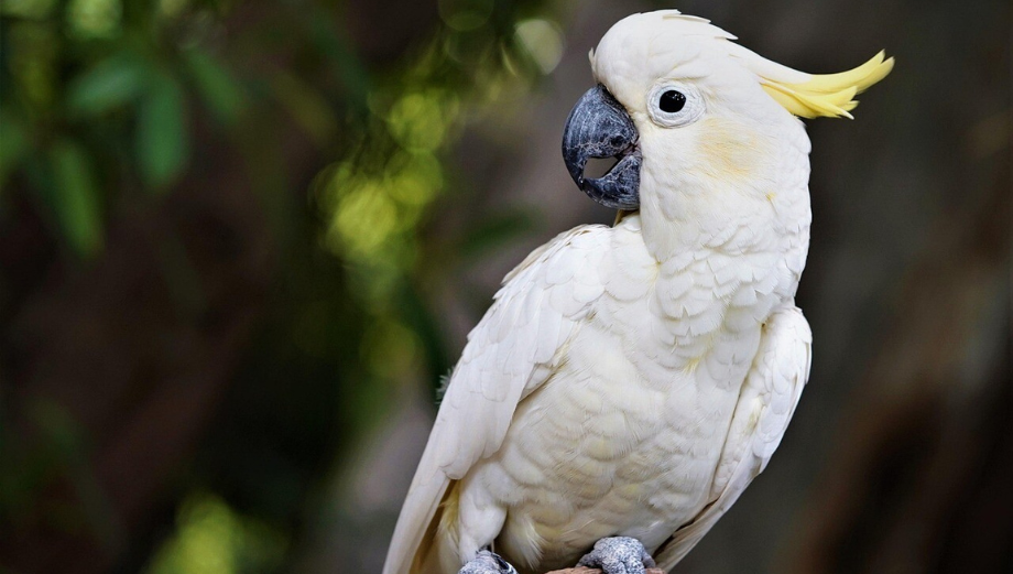 Kakadu – wszystko o hodowli