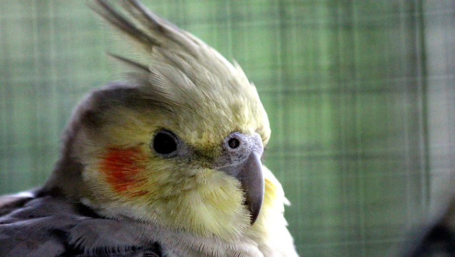 Naucz swojego papugę mówić. Podpowiemy Ci, jak to zrobić