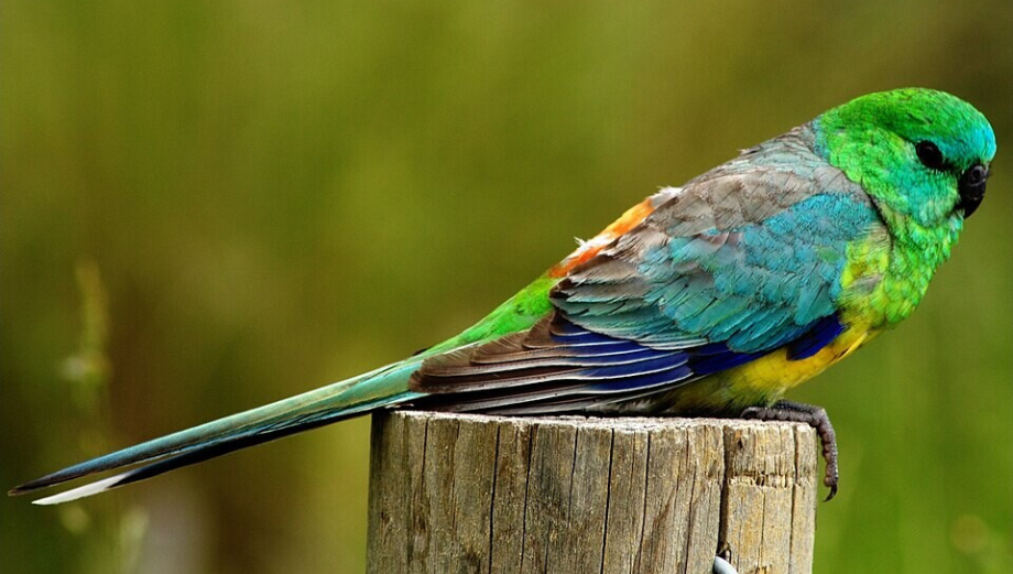Papuga śpiewająca – wszystko o hodowli