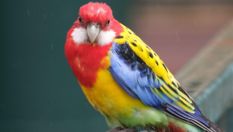 Rozella królewska – wszystko o hodowli