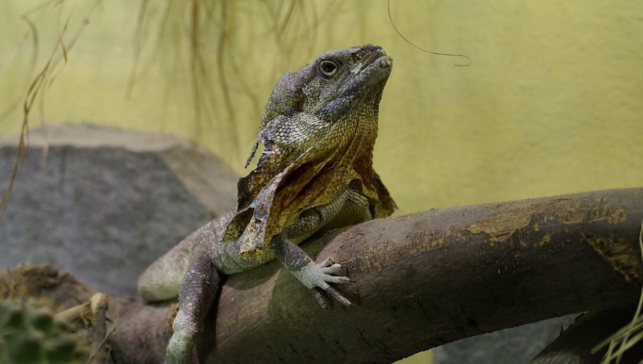 Budowa terrarium nigdy nie była prostsza