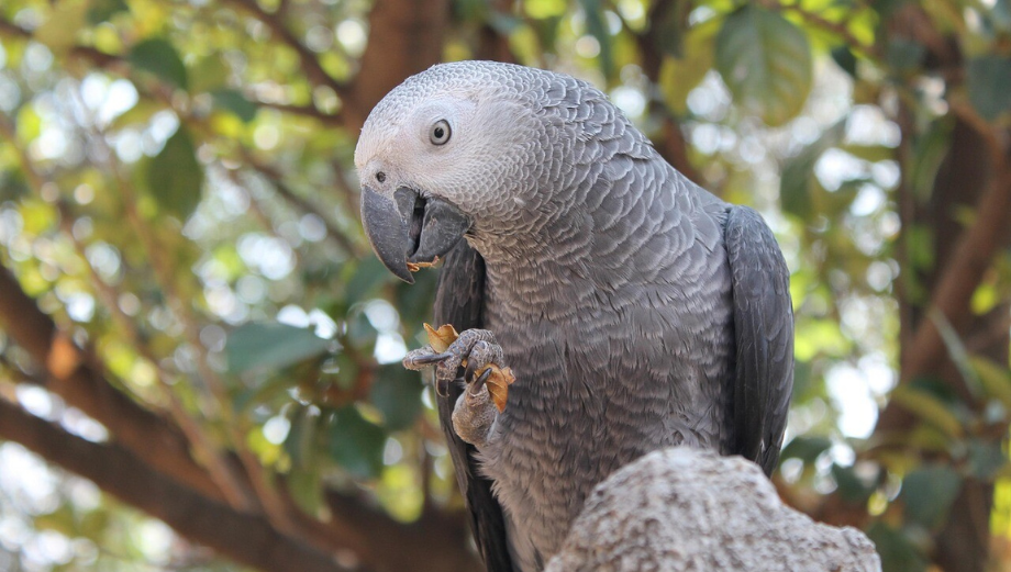 Žako – wszystko o hodowli