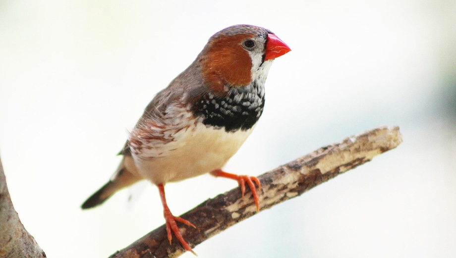 Zebřička pestrá – wszystko o hodowli