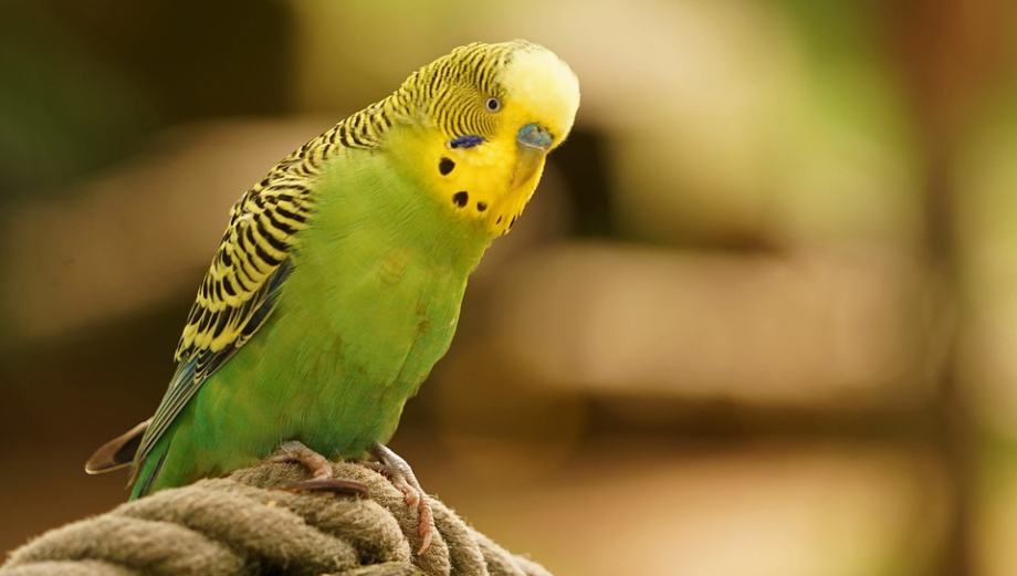 Keď sa rozhodnete správať andulky