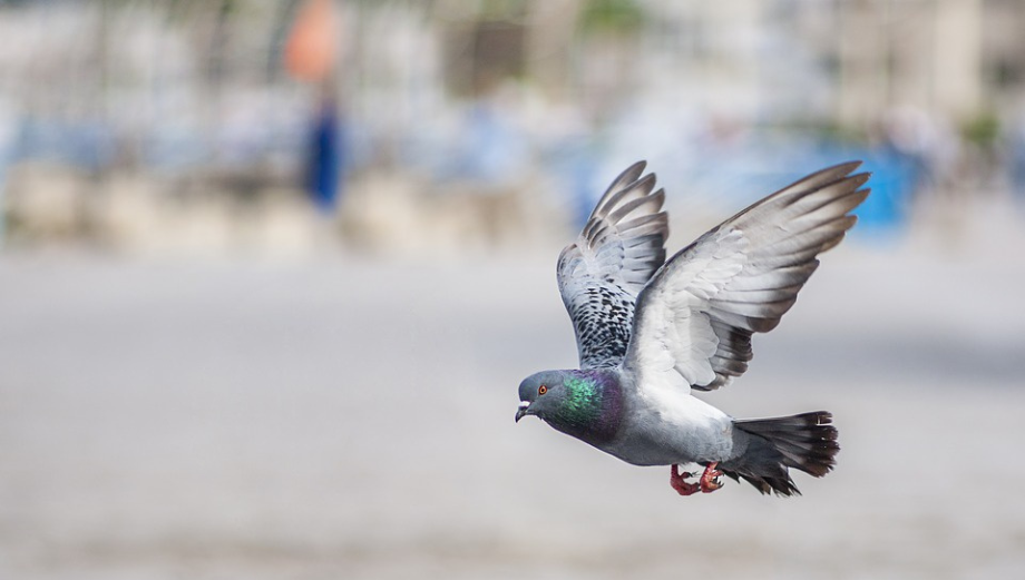 Chov holubov je v rozkvete. Voliéru možno postaviť jednoducho ako stavebnicu