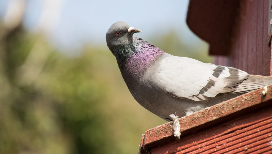 Maznáčikovia menom holuby. Máte pre nich vhodný holubník?