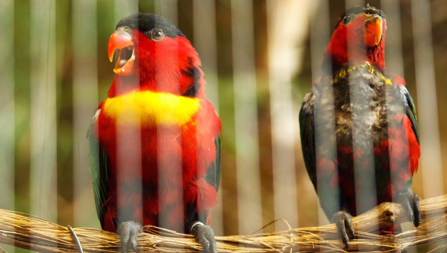 Ako si ľahko postaviť klietku pre vtáky