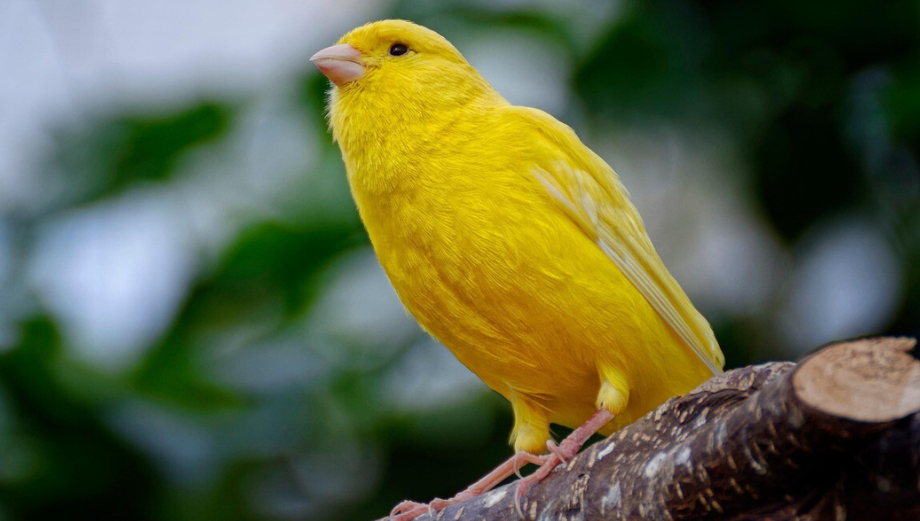 Kanárik domáci – všetko o chove