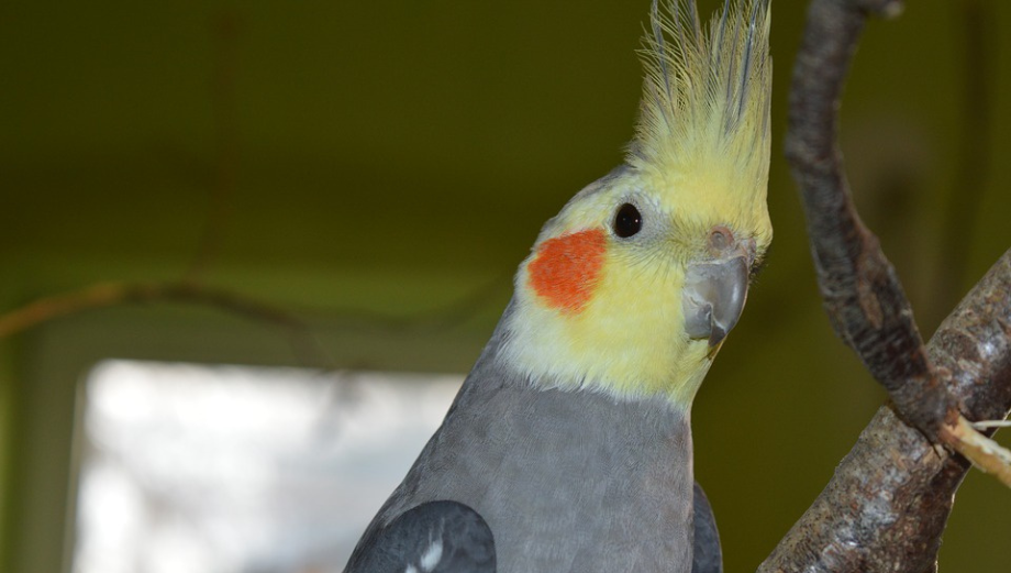 Ako správne správať korelu