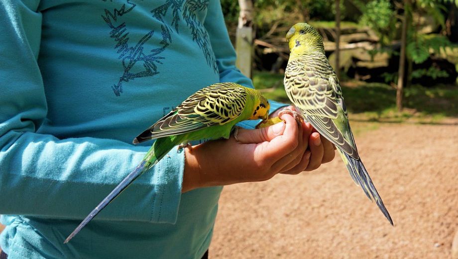 Výber papagája sa odvíja od potrieb samotného chovateľa