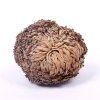 eng po Rose of Jericho 2 7