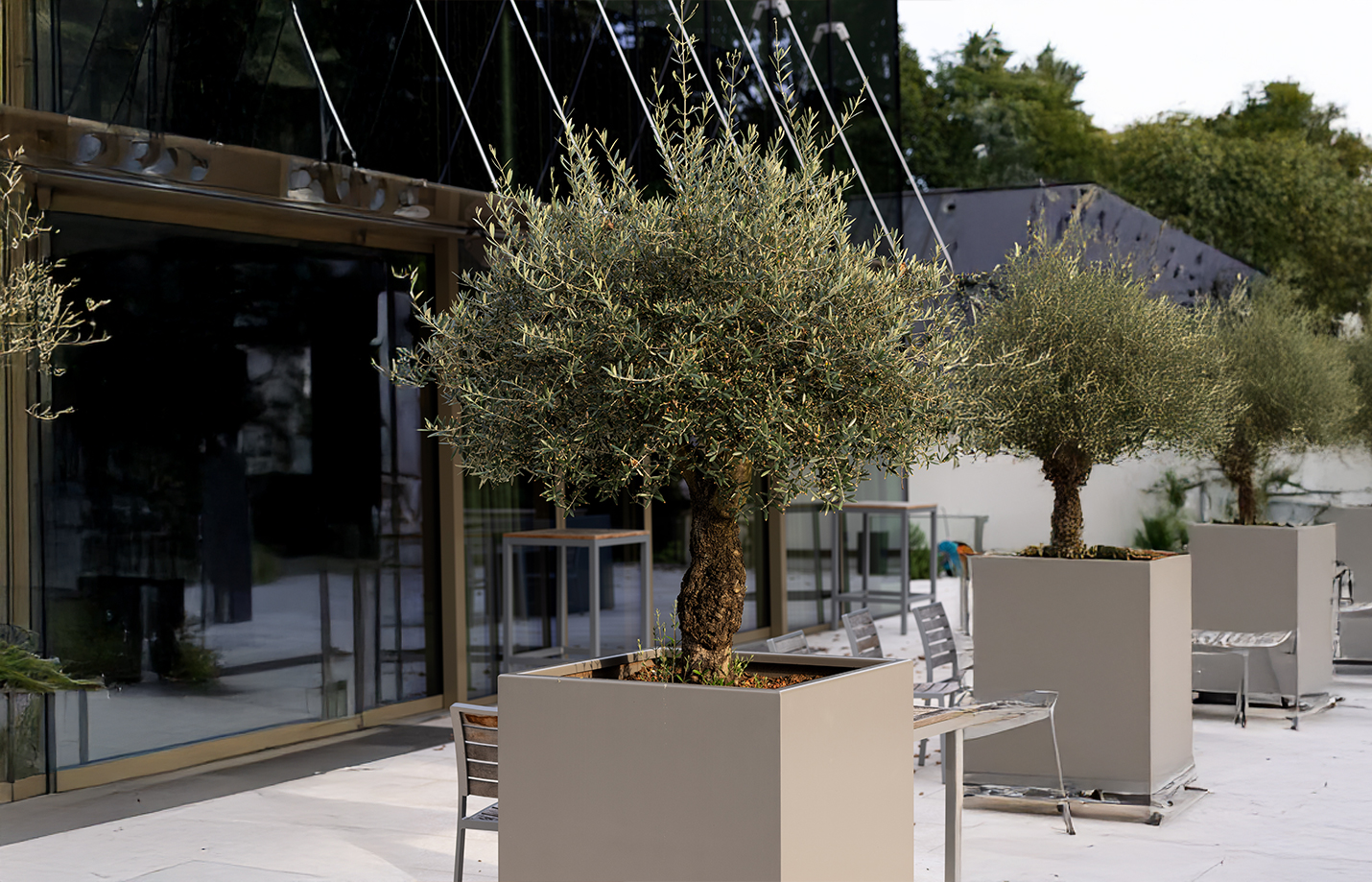 Ako pestovať olivovník v kvetináči aj na záhrade