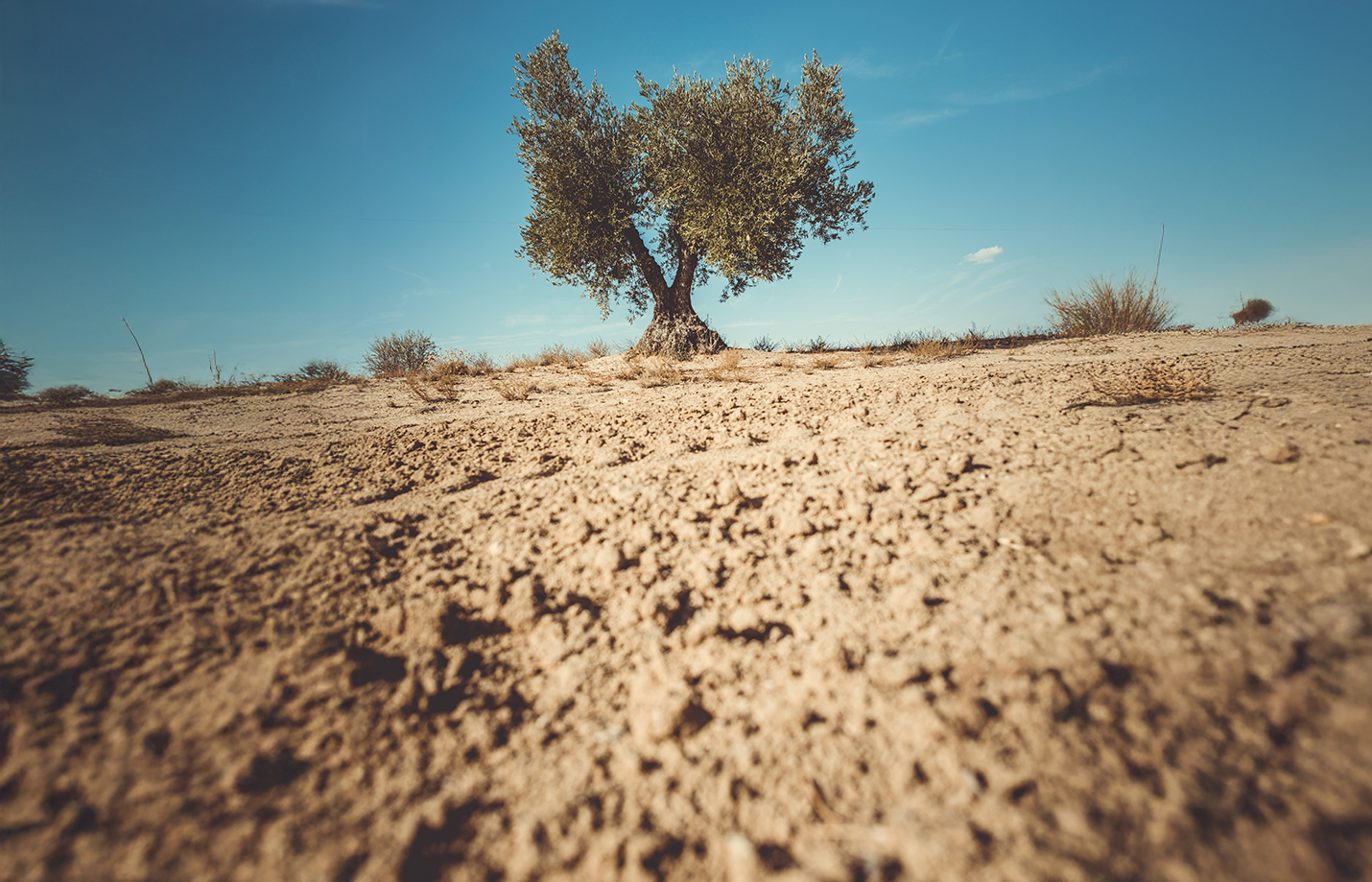 BLOG_banner_AMALENA_HOME_ako_pestovat_olivovnik_2