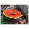 reishi c