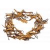 cordyceps b