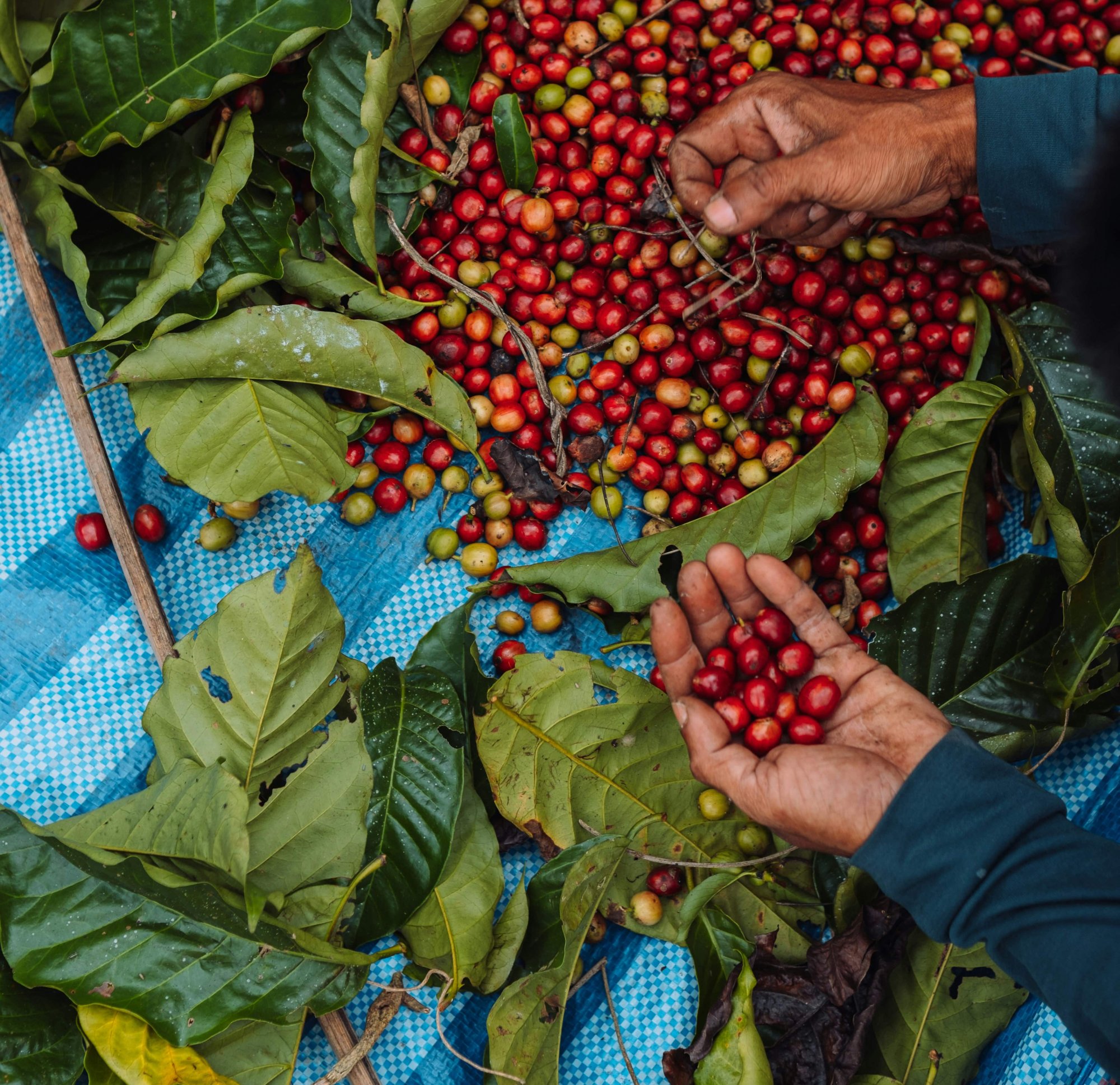 Kvalitná káva nie je prežitok. Ako si vybrať tú najlepšiu?
